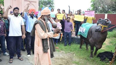 Convinced that their demand that the government fill vacant posts of agricultural officers was falling on deaf ears despite a month-long agitation, protesting Punjab Agricultural University (PAU) students brought the vernacular idiom Bhains Ke Aage Been Bajana to life in a symbolic protest on the varsity campus on Thursday. (Harvinder Singh/HT) Convinced that their demand that the government fill vacant posts of agricultural officers was falling on deaf ears despite a month-long agitation, protesting Punjab Agricultural University (PAU) students brought the vernacular idiom Bhains Ke Aage Been Bajana to life in a symbolic protest on the varsity campus on Thursday. (Harvinder Singh/HT)