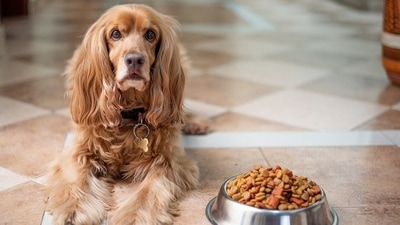 Dogs with more active owners get more exercise? Here's what a new study says (Pixabay) Dogs with more active owners get more exercise? Here's what a new study says (Pixabay)