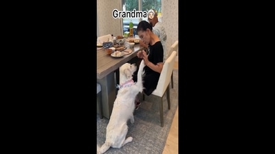 The image, taken from the viral Instagram video, shows a grandma feeding her family dog. (Instagram/@ladyandtheblues) The image, taken from the viral Instagram video, shows a grandma feeding her family dog. (Instagram/@ladyandtheblues)