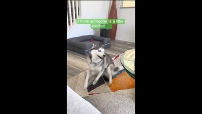 A screengrab from the video that shows a super excited Pomsky dog. (Instagram/@dogsofinstagram) A screengrab from the video that shows a super excited Pomsky dog. (Instagram/@dogsofinstagram)