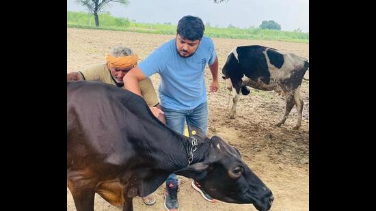 A veterinary doctor administering goat pox vaccine to a cow in Jhajjar. Jhajjar deputy commissioner Capt Shakti Singh said various teams of doctors have been formed to vaccinate healthy cattle against lumpy skin disease begin in Haryana. (HT Photo)