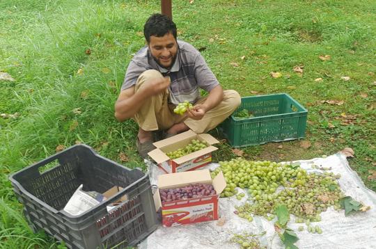 In Kashmir as per the official estimates, the grapes are cultivated on almost 500 to 600 hectares of land and production goes up to 1,100 to 1,500 MT every year. In Repora alone, the production touches from 750 to 900 MT. (HT Photo) In Kashmir as per the official estimates, the grapes are cultivated on almost 500 to 600 hectares of land and production goes up to 1,100 to 1,500 MT every year. In Repora alone, the production touches from 750 to 900 MT. (HT Photo)