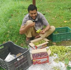 In Kashmir as per the official estimates, the grapes are cultivated on almost 500 to 600 hectares of land and production goes up to 1,100 to 1,500 MT every year. In Repora alone, the production touches from 750 to 900 MT. (HT Photo) In Kashmir as per the official estimates, the grapes are cultivated on almost 500 to 600 hectares of land and production goes up to 1,100 to 1,500 MT every year. In Repora alone, the production touches from 750 to 900 MT. (HT Photo)