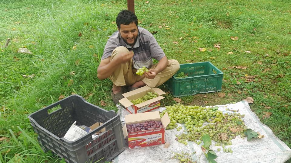 In Kashmir as per the official estimates, the grapes are cultivated on almost 500 to 600 hectares of land and production goes up to 1,100 to 1,500 MT every year. In Repora alone, the production touches from 750 to 900 MT. (HT Photo) In Kashmir as per the official estimates, the grapes are cultivated on almost 500 to 600 hectares of land and production goes up to 1,100 to 1,500 MT every year. In Repora alone, the production touches from 750 to 900 MT. (HT Photo)