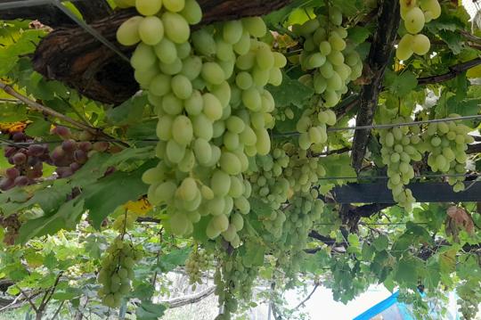 Grapes are usually ready for harvest in the early September, however, this year due rise in the temperature, growers have already completed the harvest and sold most of their produce. (HT Photo) Grapes are usually ready for harvest in the early September, however, this year due rise in the temperature, growers have already completed the harvest and sold most of their produce. (HT Photo)