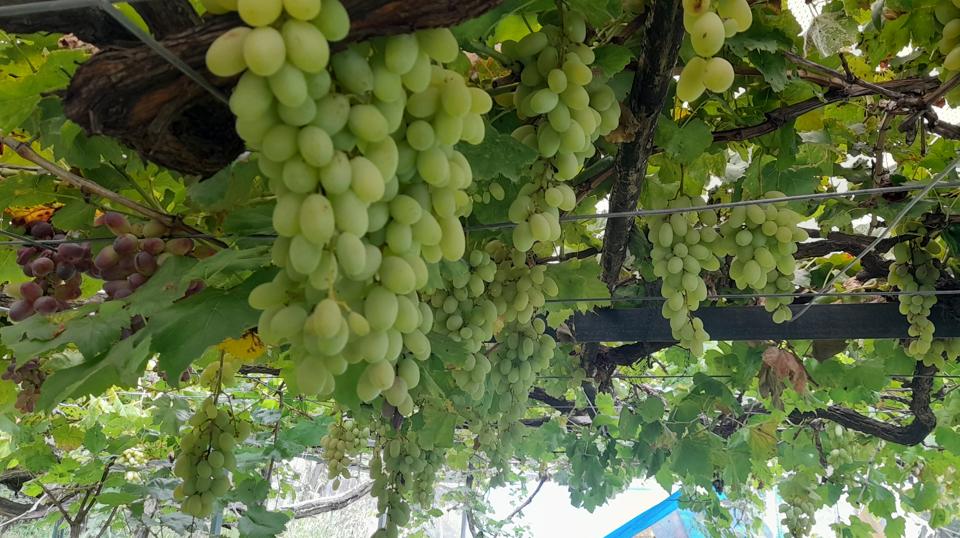 Grapes are usually ready for harvest in the early September, however, this year due rise in the temperature, growers have already completed the harvest and sold most of their produce. (HT Photo) Grapes are usually ready for harvest in the early September, however, this year due rise in the temperature, growers have already completed the harvest and sold most of their produce. (HT Photo)