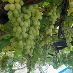 Grapes are usually ready for harvest in the early September, however, this year due rise in the temperature, growers have already completed the harvest and sold most of their produce. (HT Photo) Grapes are usually ready for harvest in the early September, however, this year due rise in the temperature, growers have already completed the harvest and sold most of their produce. (HT Photo)