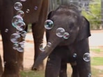 The image, taken from the Twitter video, shows the baby elephant playing with bubbles.