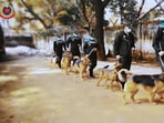 International Dog Day 2022:&nbsp;The image, taken from the Twitter video, shows a few dogs and their handlers from Delhi Police's K9 squad.
