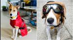 (L) Kulfi in raincoat; (R) Buddy in imported sunglasses. (L) Kulfi in raincoat; (R) Buddy in imported sunglasses.