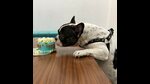 Delhi-NCR has a lot to offer, from celebratory cakes to hydrotherapy for your pooches, this International Dog Day. Delhi-NCR has a lot to offer, from celebratory cakes to hydrotherapy for your pooches, this International Dog Day.