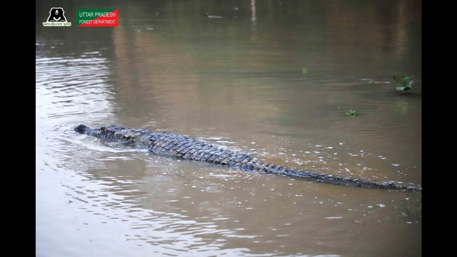 Crocodile Rescued Released In Chambal River Hindustan Times 9113