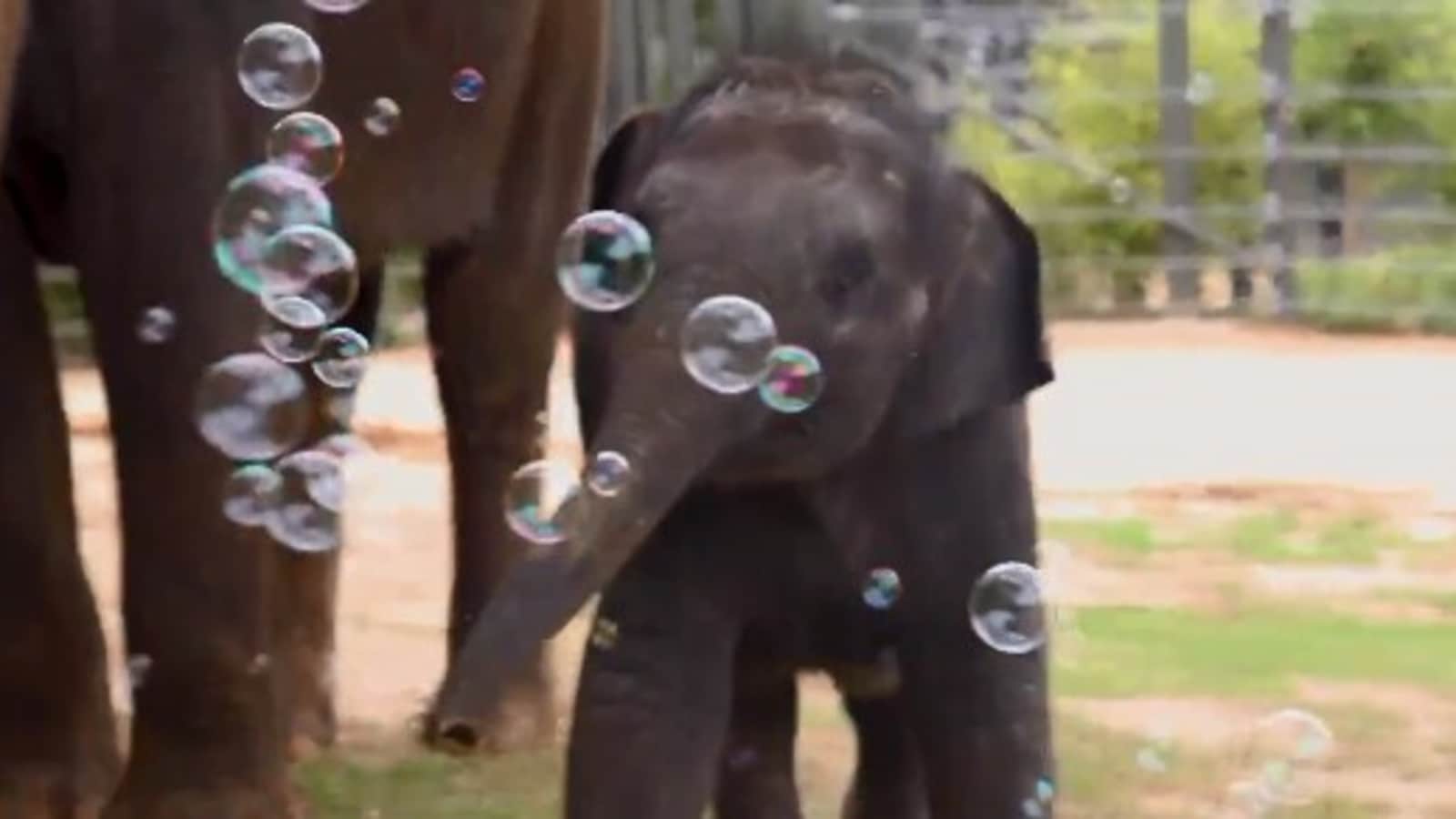 Baby elephant plays with bubbles, tries eating them. Watch happy video