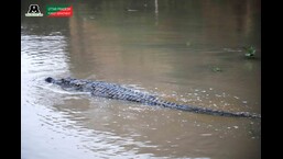 The crocodile released in river Chambal. (Sourced)