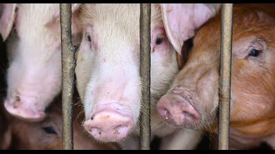 Area up to 1 kilometre at Patiala’s Bandugar & Fatehgarh Sahib’s Mandofal village have been declared as epicentres and would be considered as African Swine Fever “infected zones” while 0 to 10km (9km) area is classified as “surveillance zones. (AFP) Area up to 1 kilometre at Patiala’s Bandugar & Fatehgarh Sahib’s Mandofal village have been declared as epicentres and would be considered as African Swine Fever “infected zones” while 0 to 10km (9km) area is classified as “surveillance zones. (AFP)