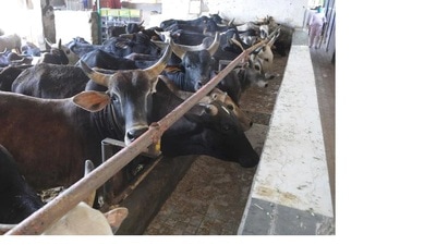 A gaushala (HT File photo) A gaushala (HT File photo)