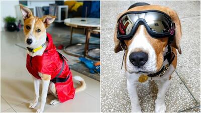 (L) Kulfi in raincoat; (R) Buddy in imported sunglasses. (L) Kulfi in raincoat; (R) Buddy in imported sunglasses.