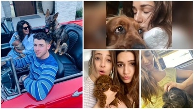 They say, 'dogs are a man's best friend.' We have been hearing this ever since we can remember and our four-legged companion only keeps proving it over and over again with their kind gestures. When the world is falling apart, going back home to your furry friends is the best thing ever. There are several Bollywood celebrities who love pets and often share pictures with them on social media. Here are a few photos of B-Town celebs with their furry friend that are just too 'paw-dorable.' (Instagram) They say, 'dogs are a man's best friend.' We have been hearing this ever since we can remember and our four-legged companion only keeps proving it over and over again with their kind gestures. When the world is falling apart, going back home to your furry friends is the best thing ever. There are several Bollywood celebrities who love pets and often share pictures with them on social media. Here are a few photos of B-Town celebs with their furry friend that are just too 'paw-dorable.' (Instagram)