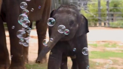 The image, taken from the Twitter video, shows the baby elephant playing with bubbles. (Twitter/@FortWorthZoo)