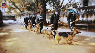 International Dog Day 2022:&nbsp;The image, taken from the Twitter video, shows a few dogs and their handlers from Delhi Police's K9 squad. (Twitter/@DelhiPolice)