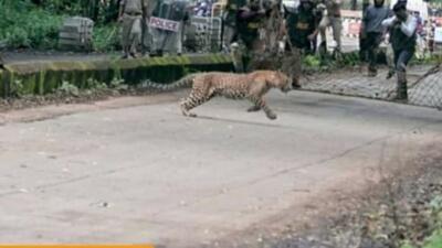 The forest department in Belagavi on Friday said that it will use the “honey-trap” method to capture the leopard that has been on the loose for nearly a month, as all other measures have failed to trap the big cat in the border district of Karnataka, about 500 km from Bengaluru. (HT) The forest department in Belagavi on Friday said that it will use the “honey-trap” method to capture the leopard that has been on the loose for nearly a month, as all other measures have failed to trap the big cat in the border district of Karnataka, about 500 km from Bengaluru. (HT)