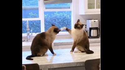 A screengrab from the video that two cats ‘paw-xing’ (Instagram/cats_of_instagram) A screengrab from the video that two cats ‘paw-xing’ (Instagram/cats_of_instagram)