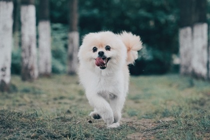 Pomeranians are a toy breed and are perfectly suited for an Indian climate. They are smaller in stature, lighter in weight, and have longer fur. (Unsplash) Pomeranians are a toy breed and are perfectly suited for an Indian climate. They are smaller in stature, lighter in weight, and have longer fur. (Unsplash)
