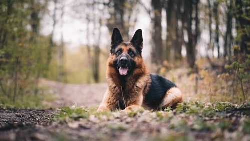 These are one of the most common pet dogs found in India. They are also known as Alsatian which is an Indian variety of the german breed. (Unsplash) These are one of the most common pet dogs found in India. They are also known as Alsatian which is an Indian variety of the german breed. (Unsplash)