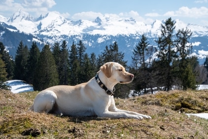 Labrador is a very popular dog breed in India. They are a kind and intelligent breed that requires care, instruction, and affection. (Unsplash) Labrador is a very popular dog breed in India. They are a kind and intelligent breed that requires care, instruction, and affection. (Unsplash)