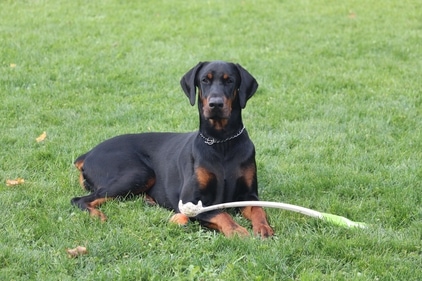 If you are a fan of big dogs then Dobermans are an ideal pet for you. They are suited to the climate in India. (Unsplash) If you are a fan of big dogs then Dobermans are an ideal pet for you. They are suited to the climate in India. (Unsplash)