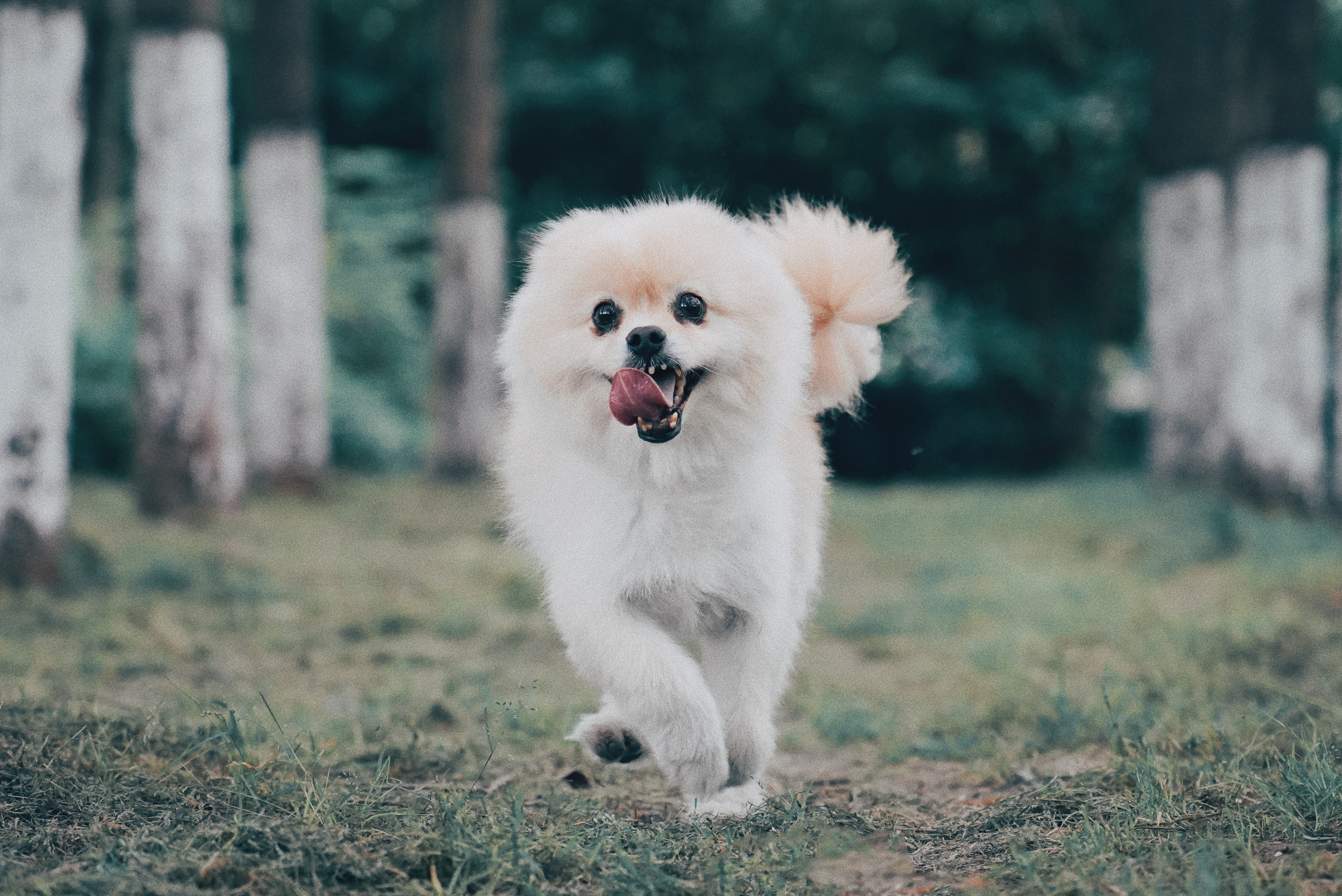 Foreign puppies store