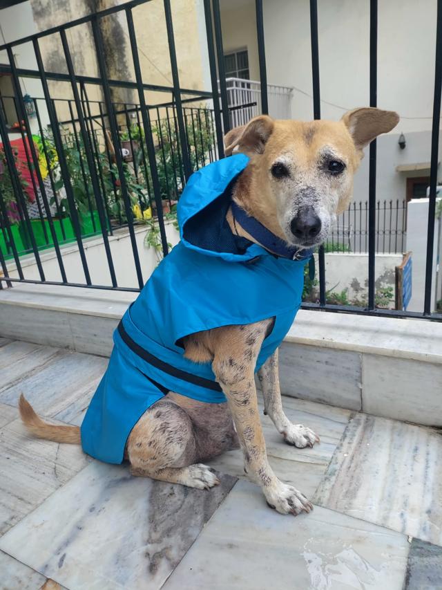 Theo dressed in a raincoat. Theo dressed in a raincoat.