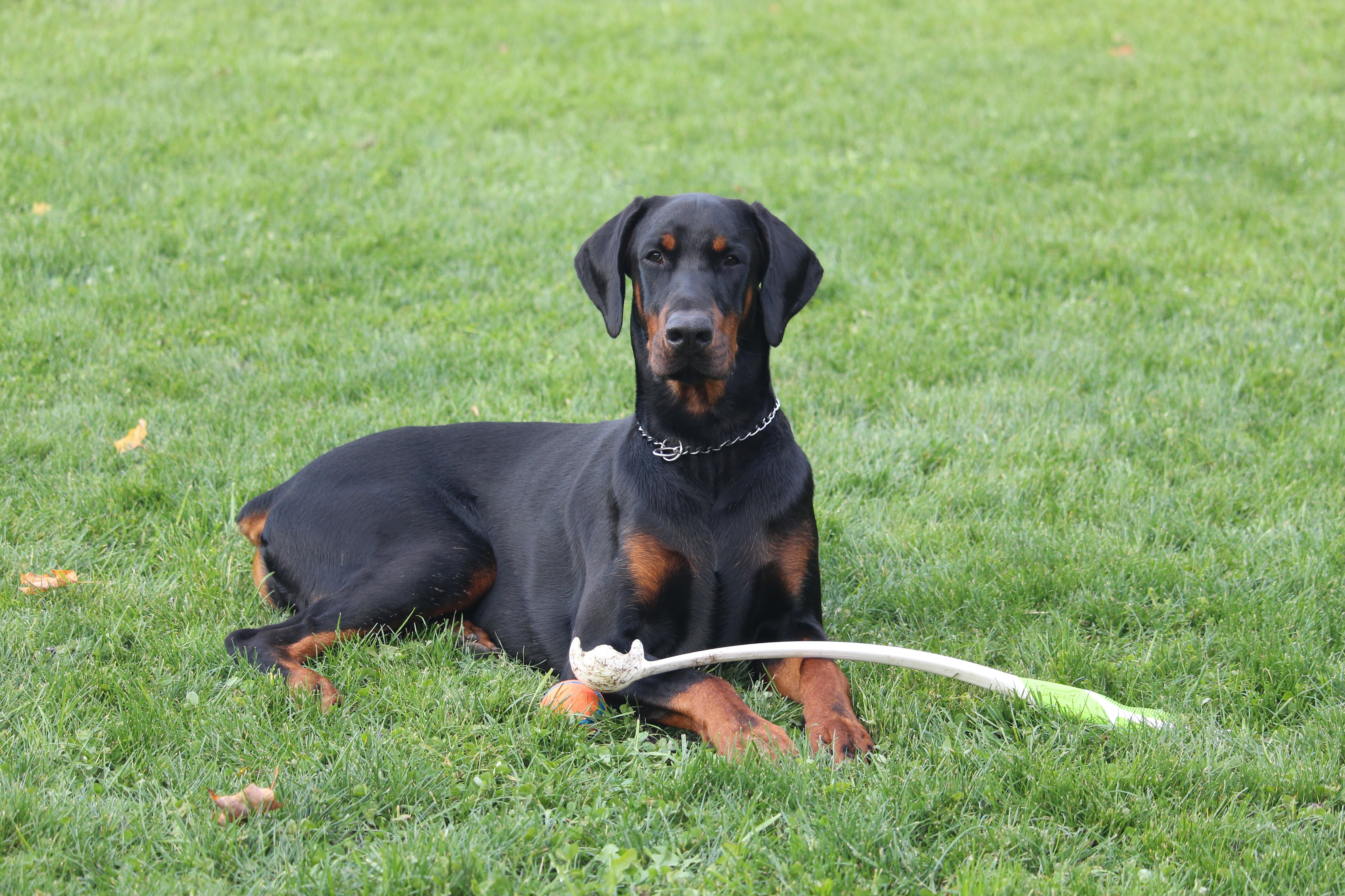 can doberman survive in india?