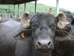 According to the complainant, cattle thefts have increased in the area, adding that he had purchased the buffaloes for <span class='webrupee'>₹</span>3.5 lakh and had taken a loan for the same. (HT File Photo) According to the complainant, cattle thefts have increased in the area, adding that he had purchased the buffaloes for <span class='webrupee'>₹</span>3.5 lakh and had taken a loan for the same. (HT File Photo)
