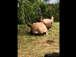 The image, taken from the Reddit video, shows a tortoise helping its friend.