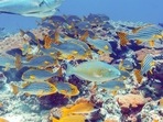The treaty was centered on how to share benefits from marine life, establish protected areas, prevent harm from human activity on the high seas along with other important aspects.&nbsp;(Shutterstock)