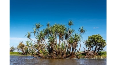 The Mary River wetlands in Australia’s Northern Territory, are located 150 km east of Darwin. There’s profusion of wildlife: whistling duck, pygmy goose, lotus lilies, kookaburras, and saltwater crocodiles in groups of twos and threes. (Picture courtesy: Sonia Nazareth) The Mary River wetlands in Australia’s Northern Territory, are located 150 km east of Darwin. There’s profusion of wildlife: whistling duck, pygmy goose, lotus lilies, kookaburras, and saltwater crocodiles in groups of twos and threes. (Picture courtesy: Sonia Nazareth)