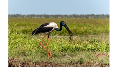 You can glimpse the Jabiru or the black-necked stork along the wetlands as you go past. (Picture courtesy: Sonia Nazareth) You can glimpse the Jabiru or the black-necked stork along the wetlands as you go past. (Picture courtesy: Sonia Nazareth)
