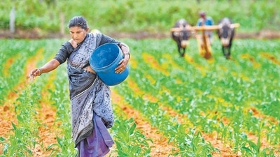 Indian firms are making investments in several mineral-rich nations and the country is pushing long-term deals with suppliers to secure fertilizer imports critical for food security. (AFP) Indian firms are making investments in several mineral-rich nations and the country is pushing long-term deals with suppliers to secure fertilizer imports critical for food security. (AFP)