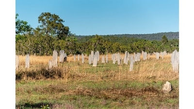 A two-hour drive away, in the Litchfield National Park, there are waterfalls and gorges. But the star attraction are the giant magnetic termite mounds, so named because their fronts all face north. (Picture courtesy: Sonia Nazareth) A two-hour drive away, in the Litchfield National Park, there are waterfalls and gorges. But the star attraction are the giant magnetic termite mounds, so named because their fronts all face north. (Picture courtesy: Sonia Nazareth)