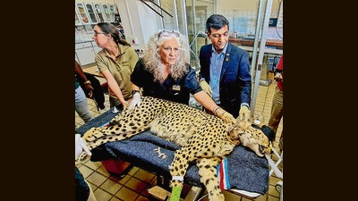 The African nation was supposed to send 17 cheetahs to India. (PTI) The African nation was supposed to send 17 cheetahs to India. (PTI)