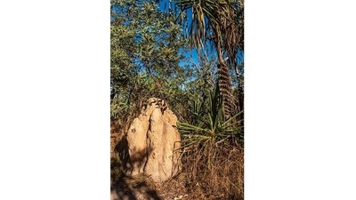 From a distance, the outcrop of mounds looks almost like a cemetery. But look closer, each termite mound is made of soil, saliva and dung, rising up to two metres high. (Picture courtesy: Sonia Nazareth) From a distance, the outcrop of mounds looks almost like a cemetery. But look closer, each termite mound is made of soil, saliva and dung, rising up to two metres high. (Picture courtesy: Sonia Nazareth)