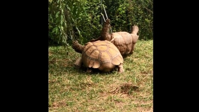 The image, taken from the Reddit video, shows a tortoise helping its friend. (Reddit/@EmeraldAltaria)