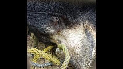 A dancing sloth bear with rope through his muzzle rescued by the Malda (West Bengal) forest department. A dancing sloth bear with rope through his muzzle rescued by the Malda (West Bengal) forest department.
