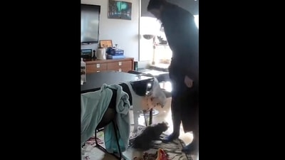 A screengrab from the video where cat destroys puzzle progress, leaves owner confused.&nbsp; (Reddit)