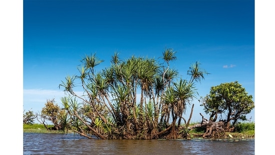 The Mary River wetlands in Australia’s Northern Territory, are located 150 km east of Darwin. There’s profusion of wildlife: whistling duck, pygmy goose, lotus lilies, kookaburras, and saltwater crocodiles in groups of twos and threes.(Picture courtesy: Sonia Nazareth)