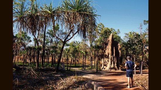 At Litchfield National Park, termite mounds up to two metres tall stand evenly spaced across a vast expanse, all facing north. (Sonia Nazareth)