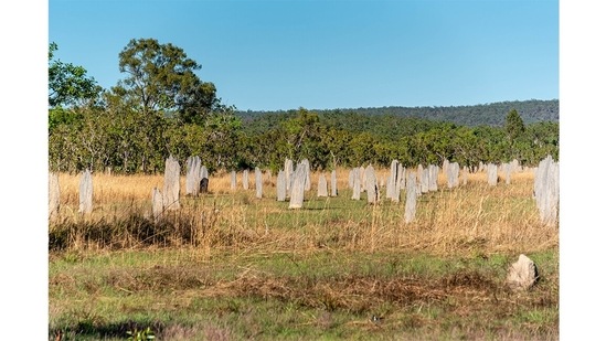 A two-hour drive away, in the Litchfield National Park, there are waterfalls and gorges. But the star attraction are the giant magnetic termite mounds, so named because their fronts all face north.(Picture courtesy: Sonia Nazareth)