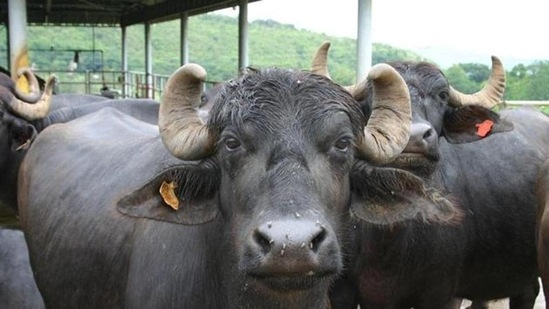 According to the complainant, cattle thefts have increased in the area, adding that he had purchased the buffaloes for <span class='webrupee'>₹</span>3.5 lakh and had taken a loan for the same. (HT File Photo)