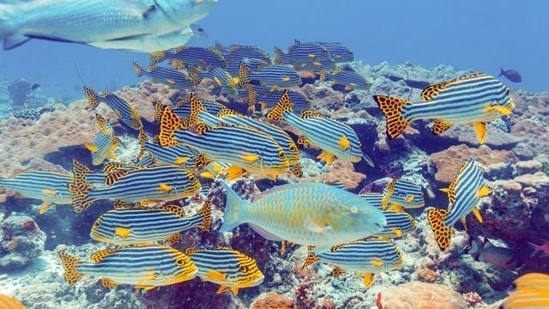The treaty was centered on how to share benefits from marine life, establish protected areas, prevent harm from human activity on the high seas along with other important aspects.&nbsp;(Shutterstock)